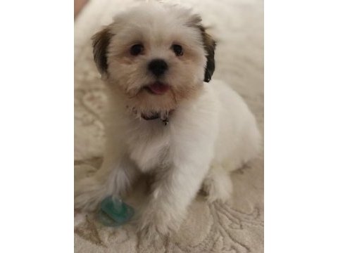 Tatlış shih tzu