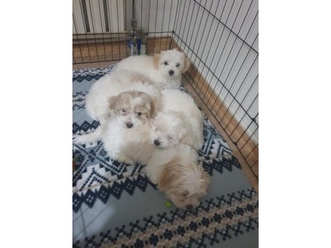 Maltipoo dişi ve erkek yavrular