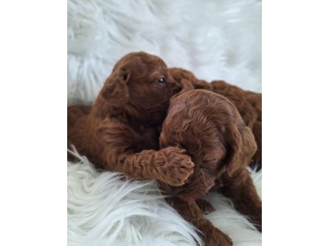 Kızıl kürk yapılı teacup poodle bebeklerimiz