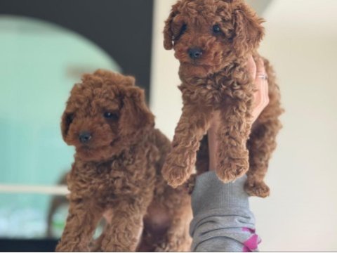 Toy poodle köpeğimiz