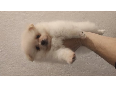 60 günlük pomeranian yavrular iç dış paraziti yapıldı