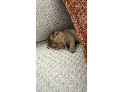Dişi golden british shorthair bebekler
