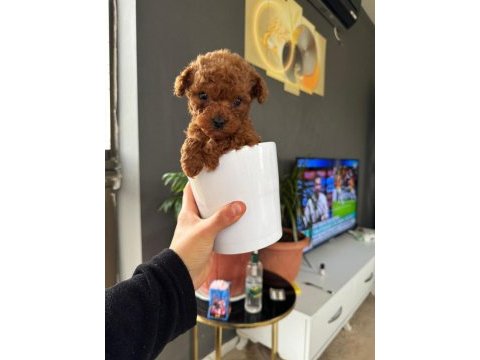 Teacup kore toy poodle