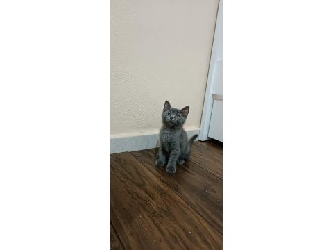 Anne ve 2 yavru british shorthair