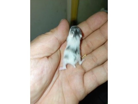 Özel tür teddy bear ve dwarf hamster
