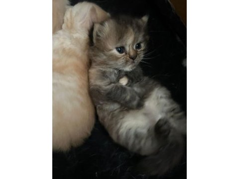 1 dişi ve 2 erkek exotic shorthair yavrularım