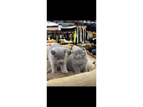 6 aylık akıllı uysal beyaz british shorthair kardeşler