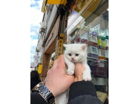 Minik bebek kediler sahiplerini bekler