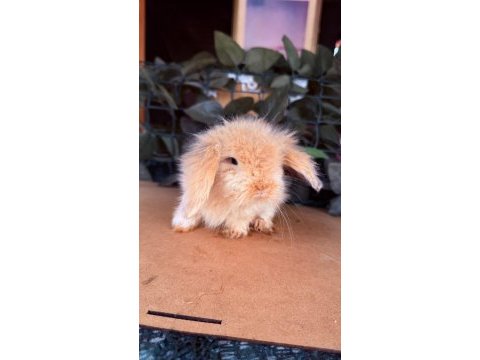 Safkan hollanda teddy lop tavşanlar