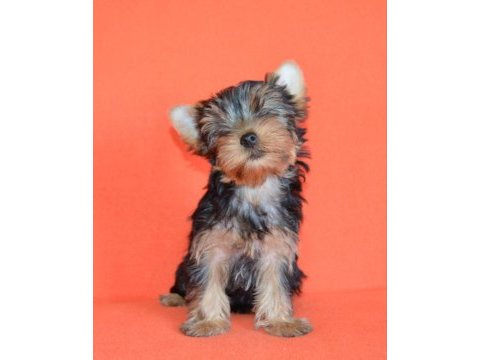 Mini erkek yavru yorkshire terrier