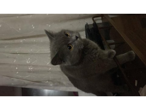 Acil sahiplendirme british shorthair