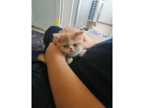 1 dişi ve 2 erkek british longhair yavrularımız uygun puana
