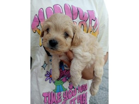 Poodle gibi sevimli maltipoo bebeklerimiz
