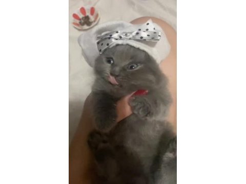 Scottish fold son dişi yavru antalya