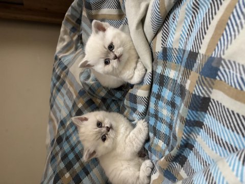 British shorthair lynx point