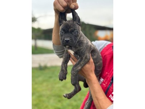 Cane corso yavrularımız çiftliğimızden