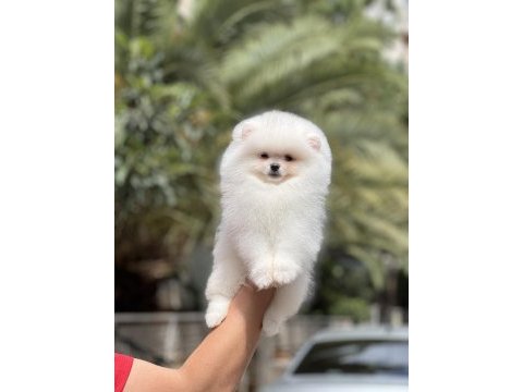 Orjinal pomeranian boo köpeği