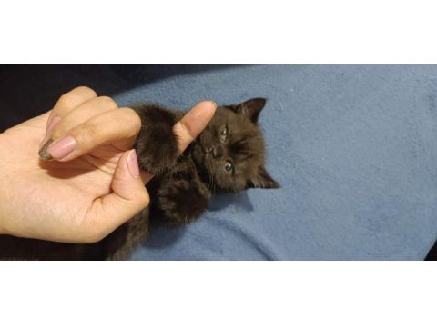 British shorthair kahverengi kedimiz