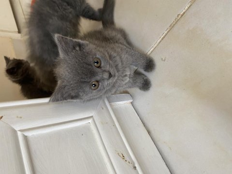 British shorthair yavrular