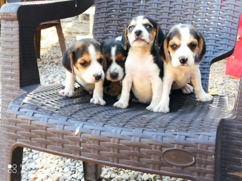 Safkan beagle yavruları