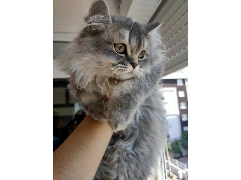 Sevgi dolu british longhair yavrumuz yeni evini arıyor