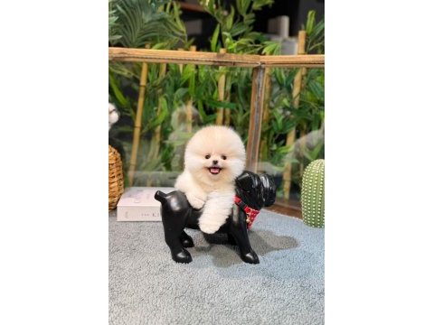 Pomeranian tiffany