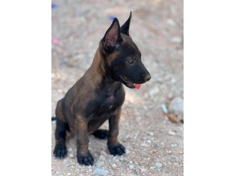 Belçika malinois köpeği