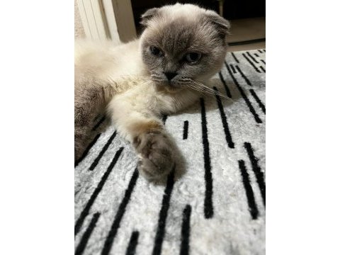 Scottish fold 2 yaşında