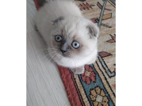 Scottish fold dişi
