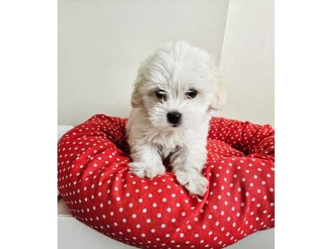 Terrier maltese bebekler