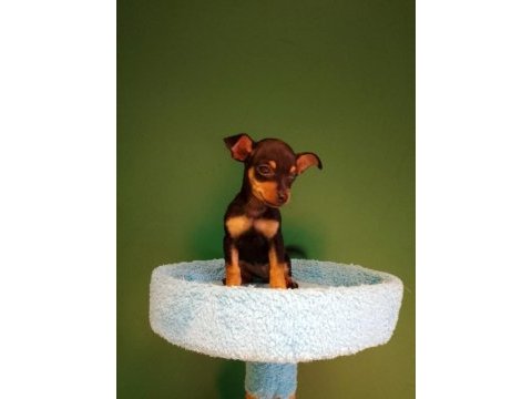 Sıfır numara pinscher yavrularımız
