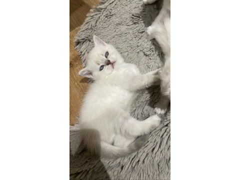 British shorthair blue point
