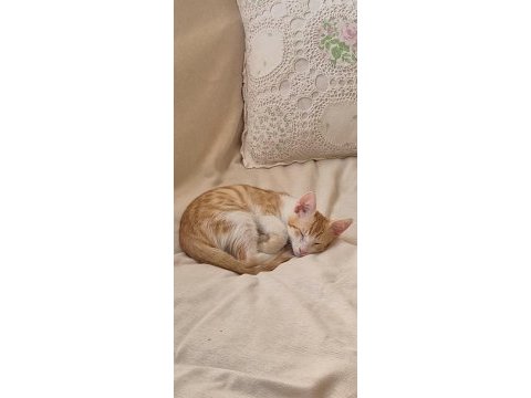Yavru sarman lili ömürlük yuva lütfen
