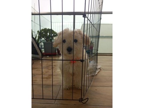 Çok tatlı maltese