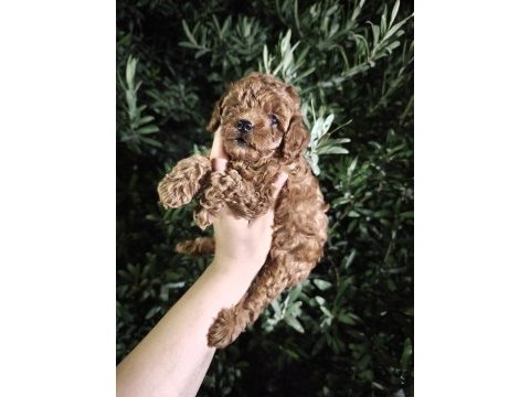 Toy poodle bebekler