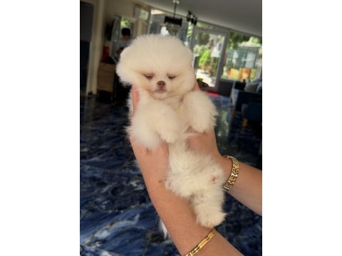 Kusursuz karbeyaz mavi gözlü pomeranian boo