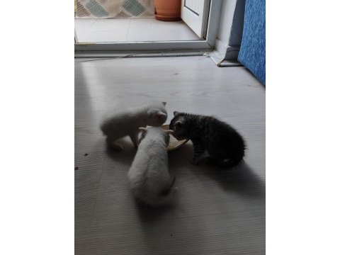 1 aylık bebekler (british shorthair)