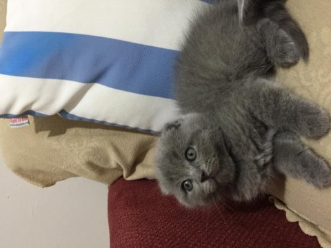 Top kafa kendi scottish fold yavrumuz