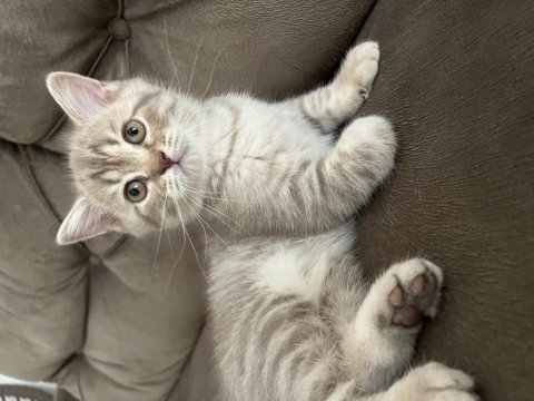 British shorthair
