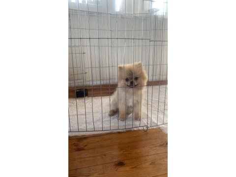 Pomeranian show class 