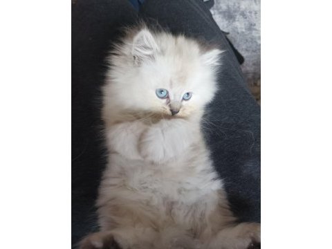 British longhair yavrumuz