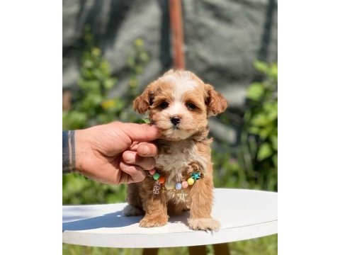 Sevimli maltipoo yavrular red brown