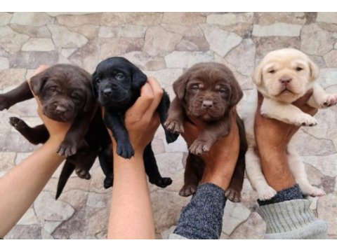 Labrador redriever sevimli yavrular 