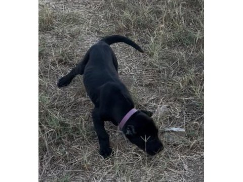 Safkan cane corso