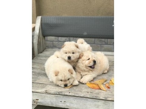 Çin aslanı chow chow