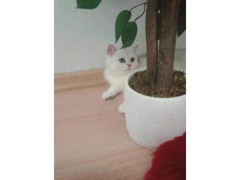Üreticiden british shorthair