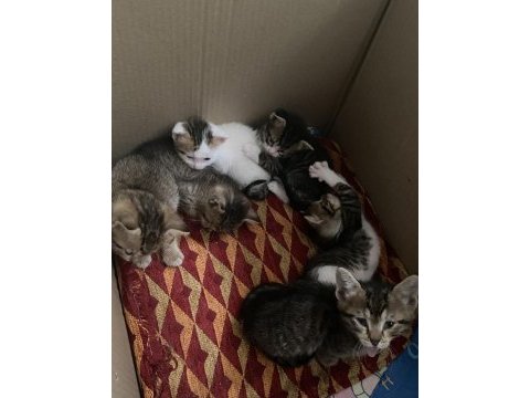 8 adet dünyalar tatlısı kardeş tekir