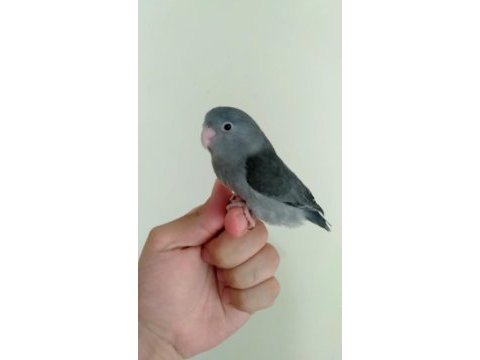 Evcil forpus papağanı yavruları