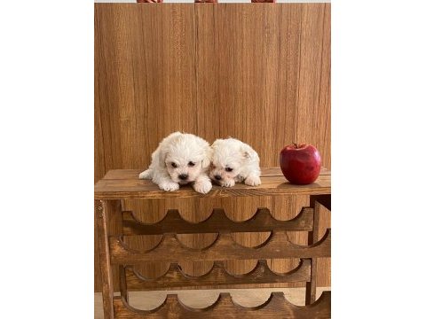 Teacup maltese terrier bebekler