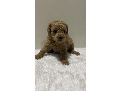 Irk garantili tam toy poodle yavrular dişi erkek